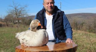 Daha önce hiç görmediğiniz papyonlu yol arkadaşı