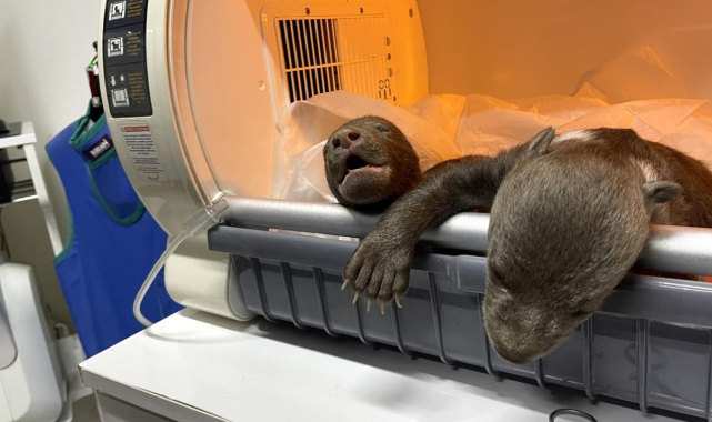 Donmak üzereyken bulunan yavru ayılar kuvöze alındı