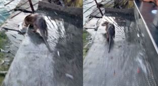 Eminönü'nde 'su samuru' sürprizi