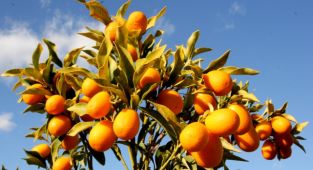 Mersin'de geliştirilen kumkuat türleri hem damağa hem de göze hitap edecek