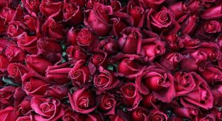 Sevgililer Günü'nde yaklaşık 5 milyon gül satışı bekleniyor