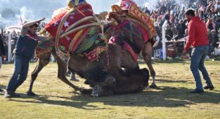 Torbalı Deve Güreşi Festivali