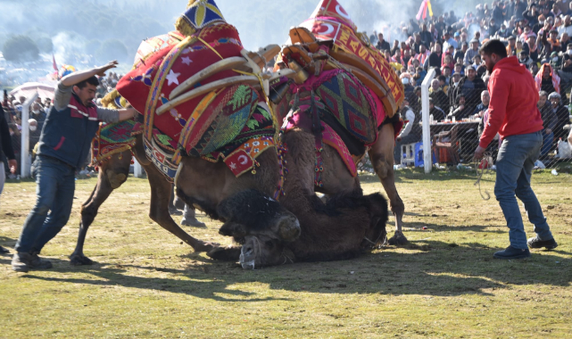 Torbalı Deve Güreşi Festivali