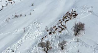 Yaban keçileri gökyüzünden görüntülendi