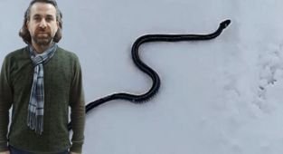 Yılanların kış uyku düzeni bozuldu