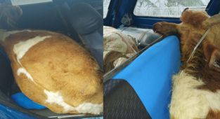 Çaldığı ineği otomobilin arka koltuğuna gizledi