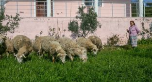 Devletten aldığı destekle sürü sahibi oldu