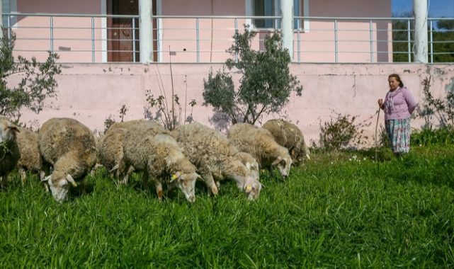 Devletten aldığı destekle sürü sahibi oldu