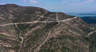 İzmir'de 5 yıl önce yanan 1168 hektarlık alana dikilen fidanlar tuttu