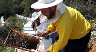 Muğla'da çam balı üreticileri bahar hazırlıklarına başladı