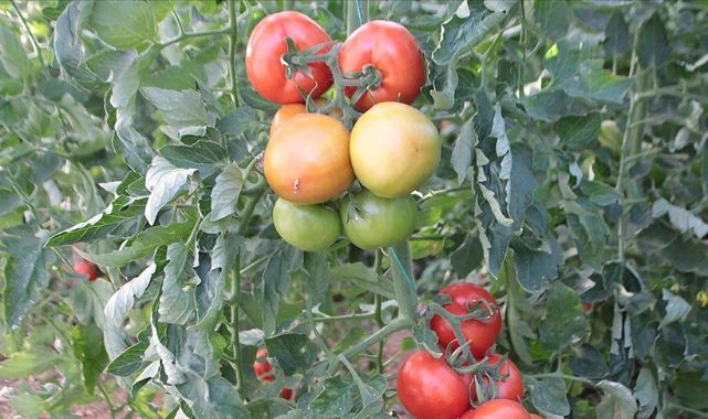 Rusya'ya sebze meyve ihracatında nakliye sorununa çözüm aranıyor