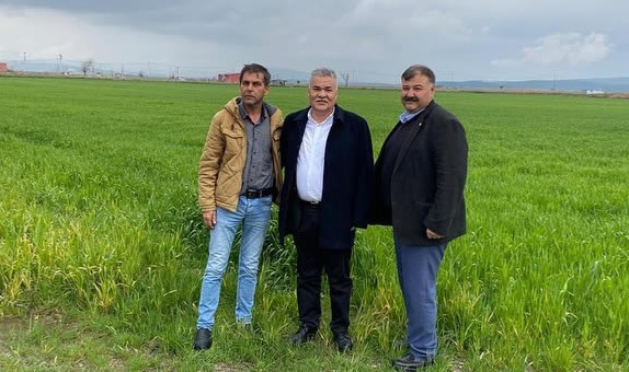 Torbalı Belediyesi, tarlalarına buğday ekti