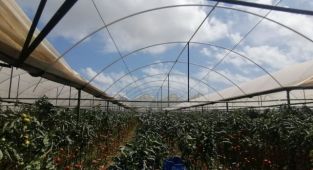 Antalya'da hortum seraları vurdu