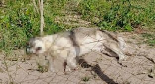 Dikili'de 5 köpeği zehirli sosisle öldürdüler