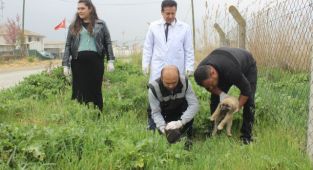 Manisa'da köpek katliamı: 20'ye yakın köpek zehirlendi