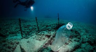 Plastik atıklar denizlerde biyoçeşitliliği olumsuz etkiliyor