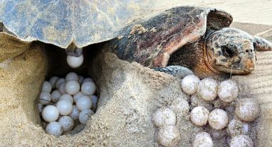 Caretta carettaların yumurtlama dönemi başladı, İztuzu'nda ilk yuva tespit edildi