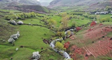 Sıcaklığın arttığı Iğdır'ın dağlarında meralar yeşillendi, ağaçlar çiçek açtı