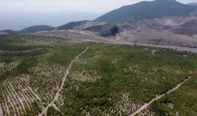 Soma'daki eski maden sahaları ağaçlandırılıyor