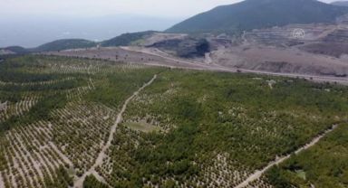 Soma'daki eski maden sahaları ağaçlandırılıyor