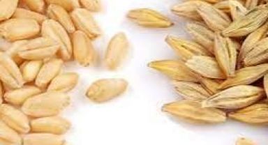 Arpa,Buğday Alım Fiyatı Açıklandı
