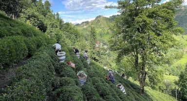 ÇAYKUR, mayısta 92 bin ton yaş çay alımı gerçekleştirdi