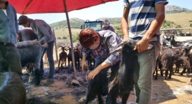 Kırkım Şenliği için tüm hazırlıklar tamam!