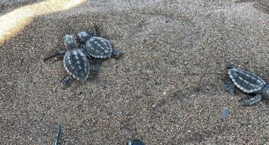 Caretta Caretta Yavruları Mavi Sularla Buluşmaya Başladı