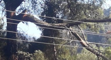 Marmaris'te Orman Yangınının Çıkış Nedenii Belli Oldu