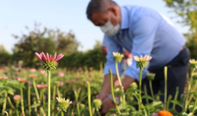 Seferihisar Düzce’de “Ekinezya’nın Başarı Hikayesi”