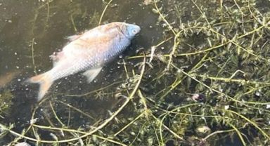 Polonya'nın Oder Nehri'ndeki Toplu Balık Ölümlerinin Nedeni Araştırılıyor