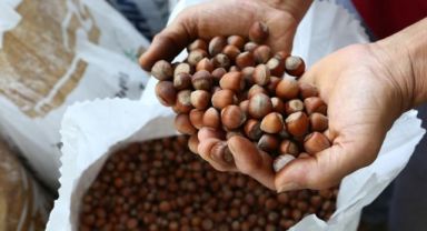 Türkiye Fındık İhracatından 11 Ayda Yaklaşık 1,9 Milyar Dolar Kazandı