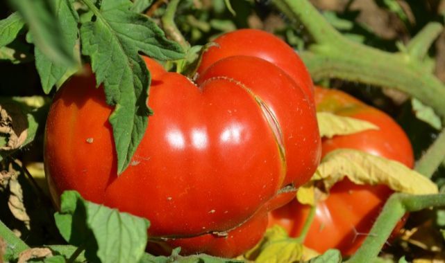 Ne Varsa Ata Tohumunda Var