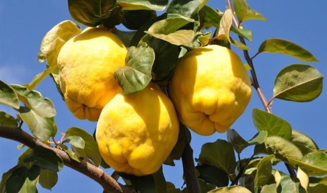 30 Ekim’de Gördes Kıranköy’de Üzüm ve Ayva Şenliği Var