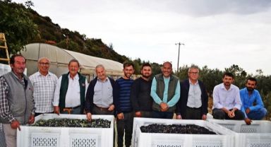 Hasattan sonra zeytinleri asla bekletmeyin