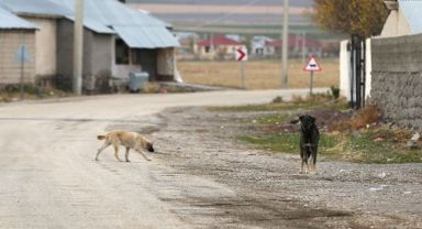 Sahipsiz Köpekler Toplum Sağlığı Sorunu