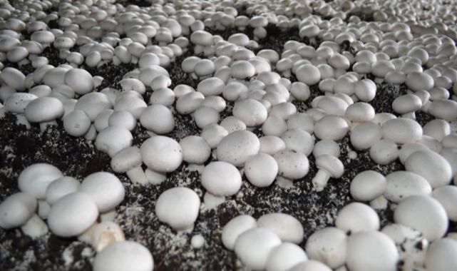 Günlük Üç Ton Mantar Üretiyor