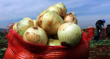 Turfanda Soğan Hasadı Başladı