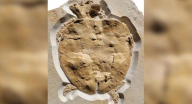 Jurassic Deniz Kaplumbağasının Eksiksiz Fosili Bulundu
