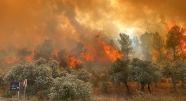 Muğla'da Orman Yangını