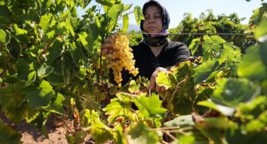 Buca bağlarında hasat başladı