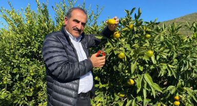 Mandalina ihracatında hedef 500 milyon dolar