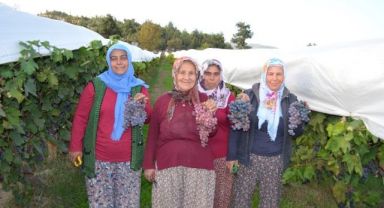 Gördes'de Üzüm Bağları Bembeyaz Oldu