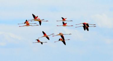 Flamingolar Tuz Gölü'nde