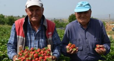 Köprübaşı'nın Bereketli Çileğinde Hasat Devam Ediyor