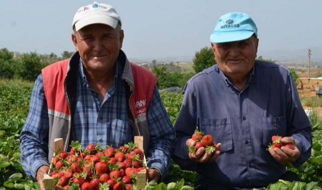 Köprübaşı'nın Bereketli Çileğinde Hasat Devam Ediyor