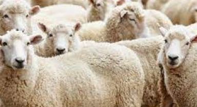 Türk Kızılay Kurban Vekalet Bedellerini Açıkladı