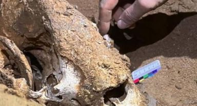Çin’de 100 Bin Yıllık Panda Fosilleri Bulundu