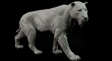 Yakutistan'da 30 Bin Yaşında Donmuş Kedi Kalıntısı