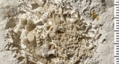 Danimarka'da 66 Milyon Yıllık Fosil Bulundu